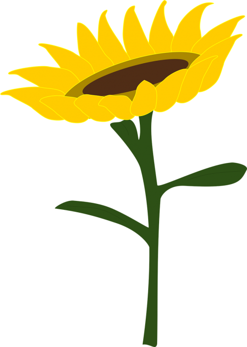 sunflower honey sunflower field