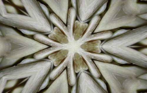 sunflower symmetry kaleidoscope