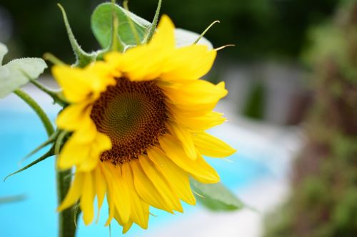 sunflower flower yellow flower