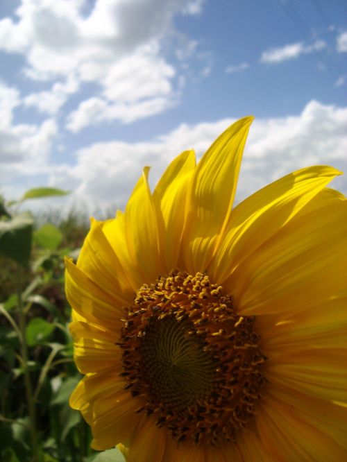 sunflower bright flower
