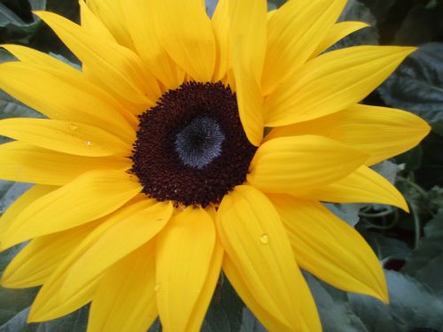 sunflower sunflower seeds big flower