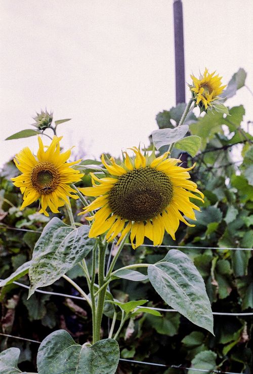 sunflower summer yellow