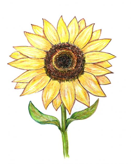 sunflower colored pencils drawing