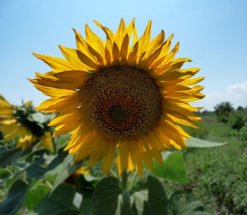 sunflower nature sunflower seeds