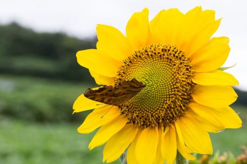 sunflower butterfly flowers