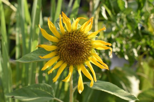 sunflower yellow bright