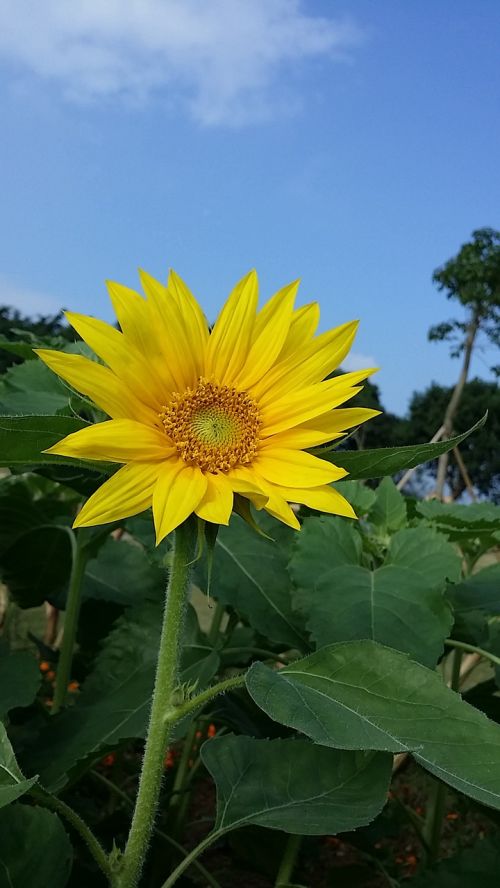 sunflower blue sky yellow