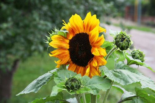 sunflower yellow-orange flower beautiful flower