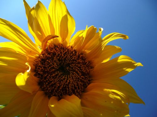 sunflower flower sunshine