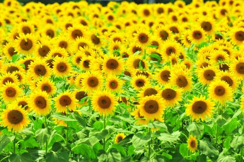 sunflower summer flowers yellow flowers