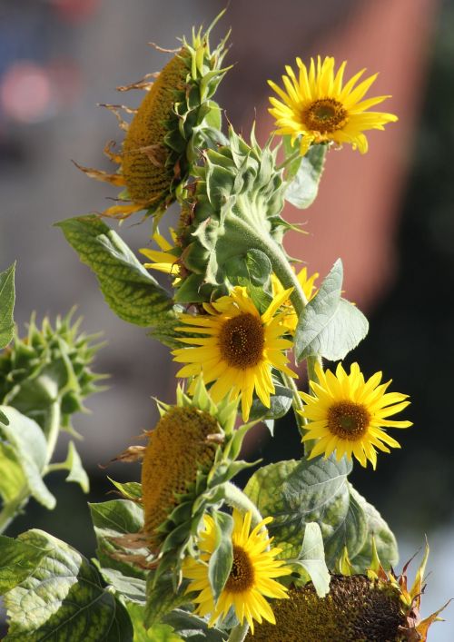 sunflower flower yellow