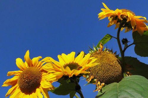 sunflower yellow close