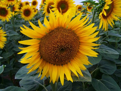 sunflower yellow inflorescence agriculture