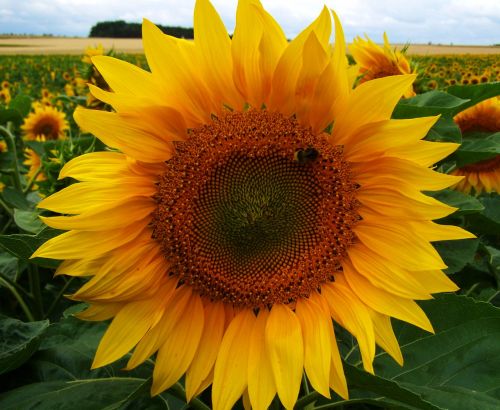 sunflower yellow inflorescence agriculture