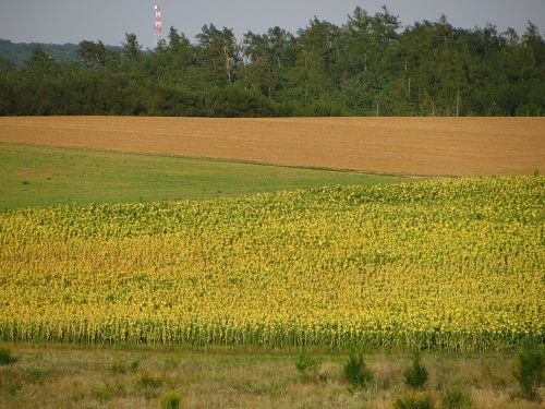 sunflower sunflower field field