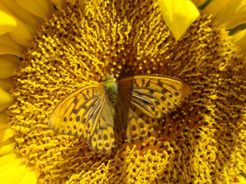 sunflower butterfly yellow