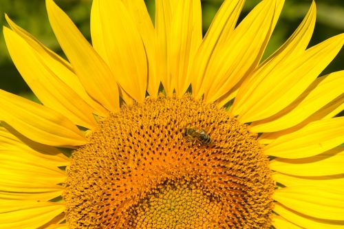 sunflower flower bee