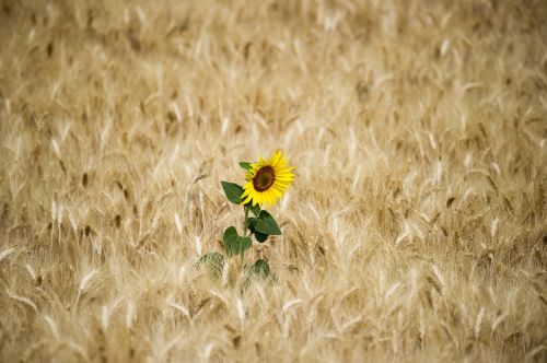 sunflower sun wheat