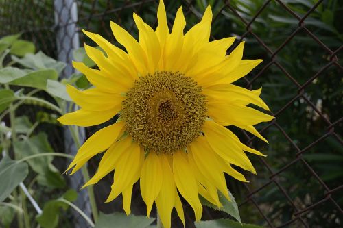 sunflower plant flower