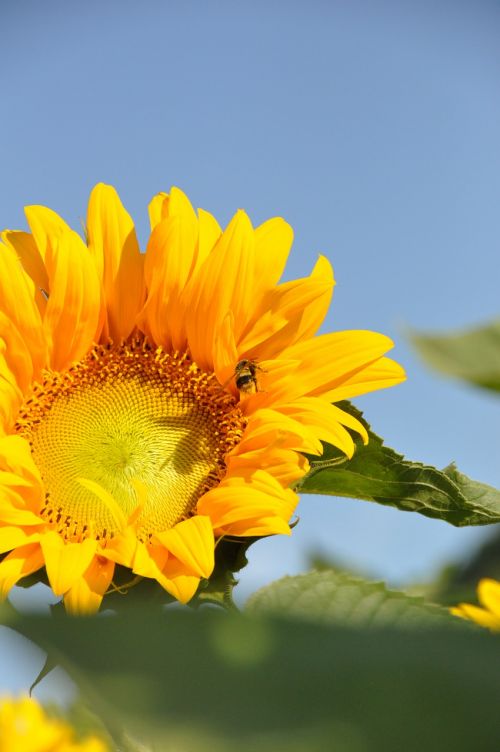 sunflower summer honeybee