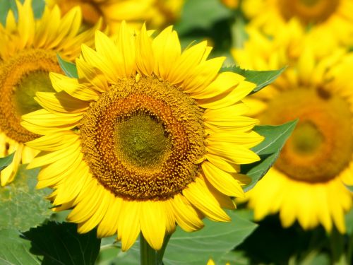 sunflower flower sunflower field