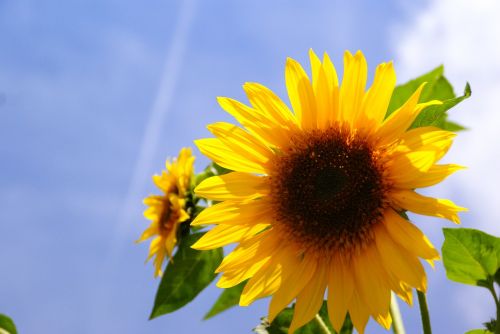 sunflower flower sun sky