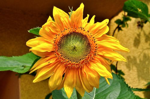 sunflower summer garden