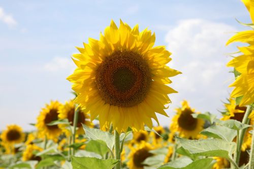 sunflower summer closeup