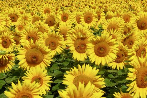 sunflower culture field