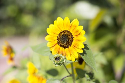 sunflower flower bloom