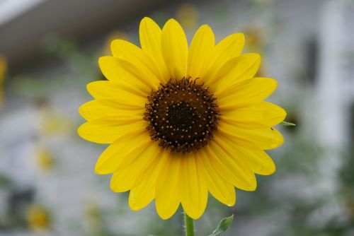 sunflower yellow flower yellow