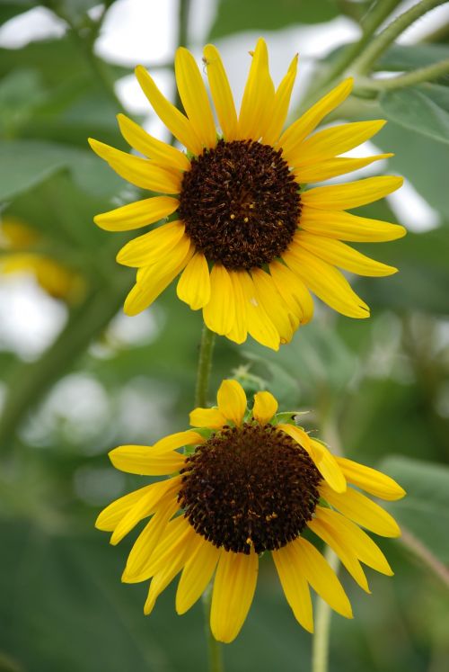 sunflower yellow flower yellow