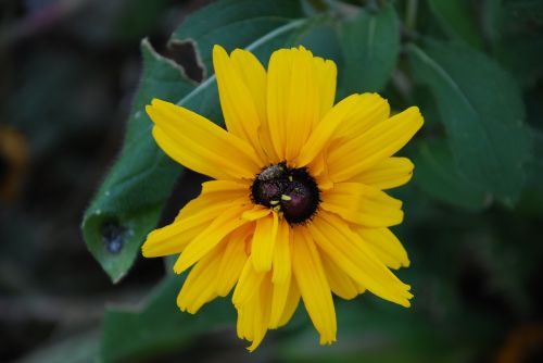 sunflower yellow flower yellow