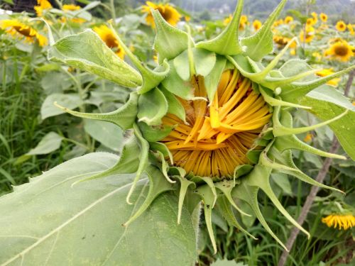 sunflower bud green