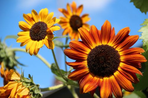 sunflower decorative beautiful