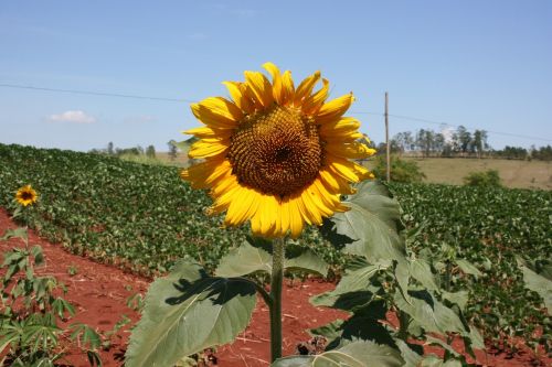 sunflower blue sky flower