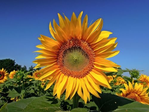 sunflower flower yellow flower