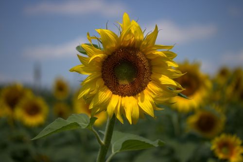 sunflower yellow plant