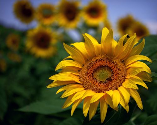 sunflower yellow plant