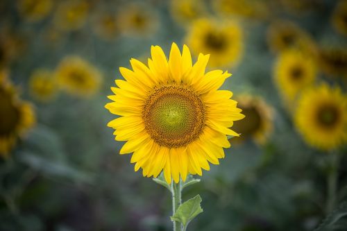 sunflower yellow petal