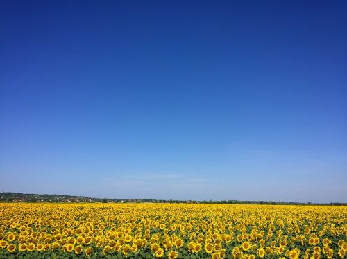 sunflower crop yellow