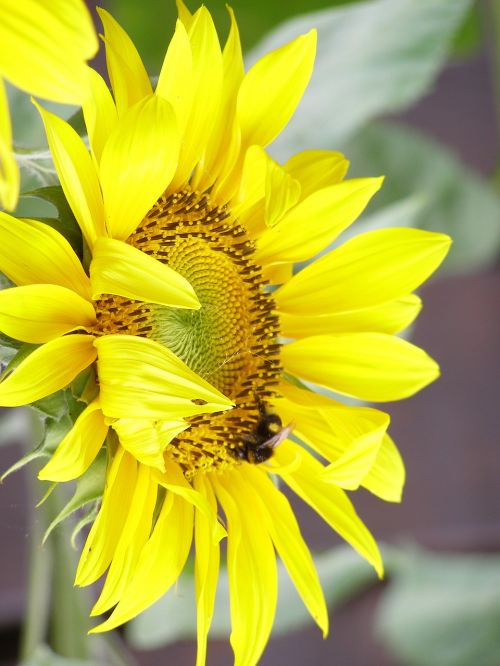 sunflower yellow summer