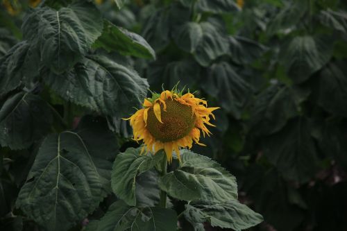 sunflower yellow petal