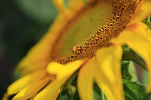 sunflower yellow petal