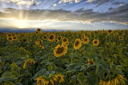 sunflower sunset sky
