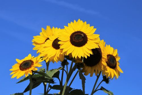 sunflower bloom plant