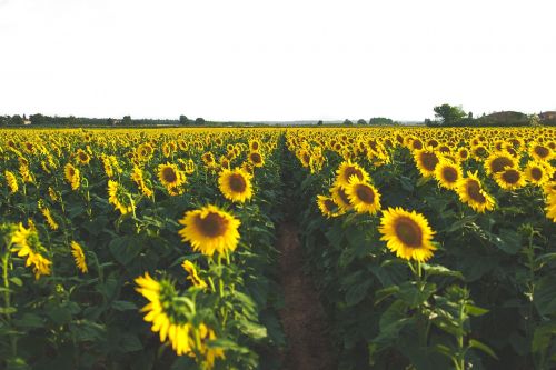 sunflower yellow petal