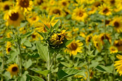 sunflower flowers sunflower field