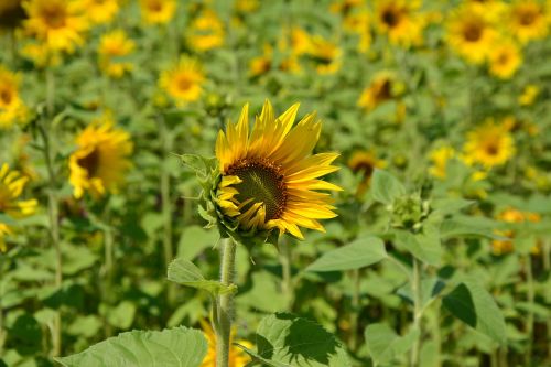 sunflower flowers sunflower field