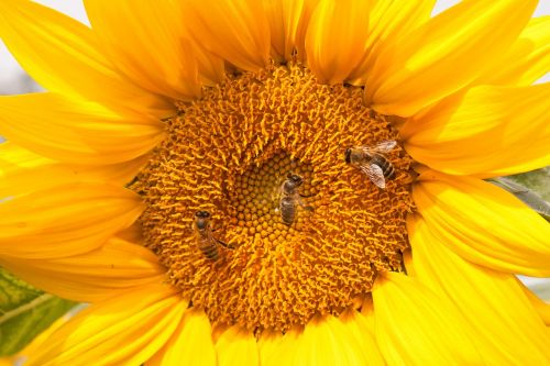 sunflower bees nature